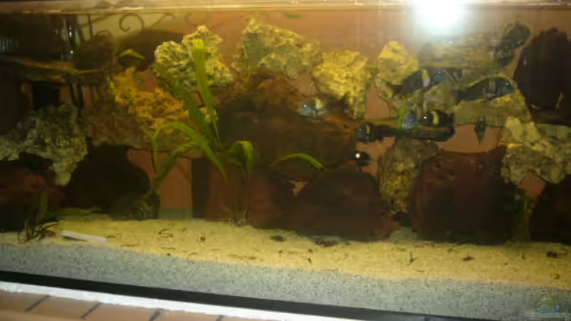 Aquarium Hauptansicht von Becken 4587 von Sascha Kath (1)