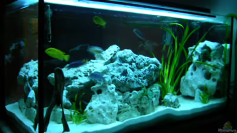 Aquarium Hauptansicht von Becken 460 von Sascha Bill (1)