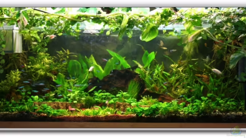 Aquarium Hauptansicht von Becken 4601 von Andreas Kampmann (1)