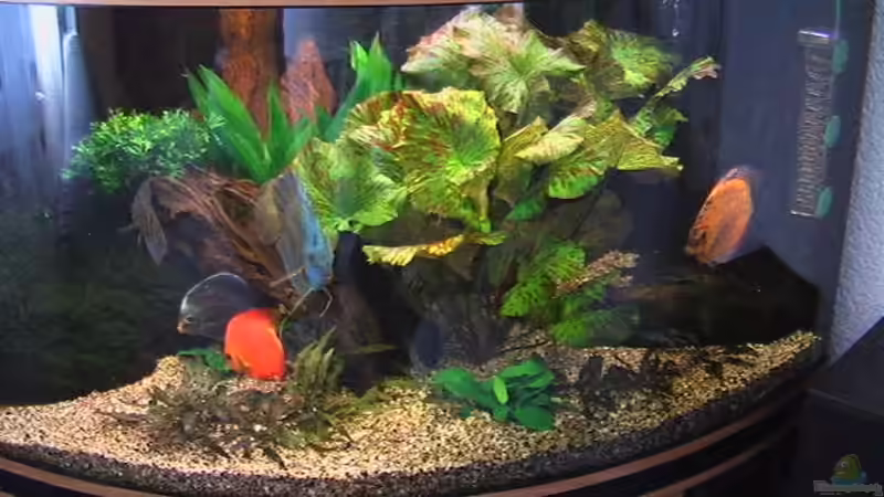 Aquarium Hauptansicht von Becken 4614 von Andrej Malikov (1)