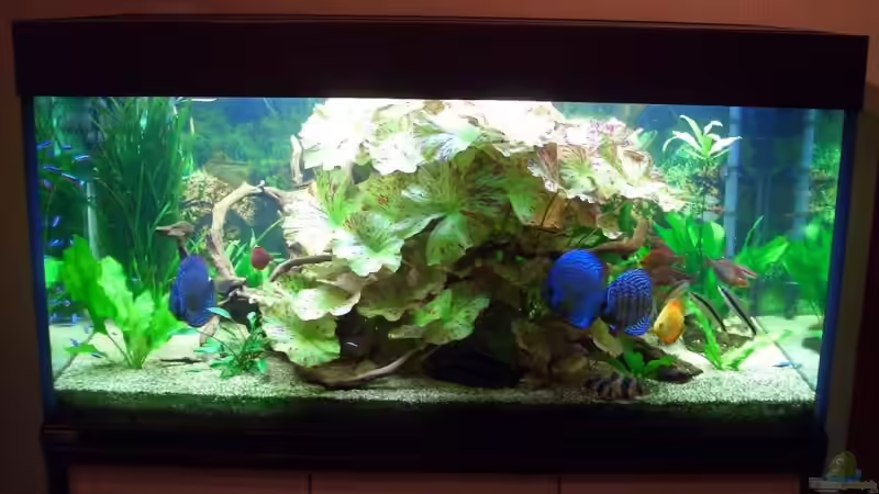Aquarium Hauptansicht von Becken 4641