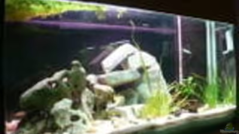 Aquarium Hauptansicht von Becken 465 von Eva Weixler (1)