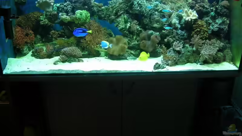 Aquarium Hauptansicht von Becken 4655