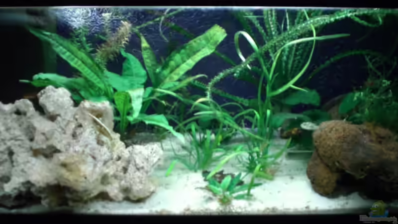 Aquarium Hauptansicht von Becken 4658 von Toda (1)