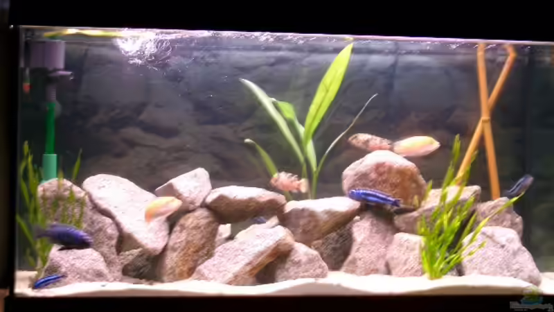 Aquarium Hauptansicht von Becken 467 von Katja Müller