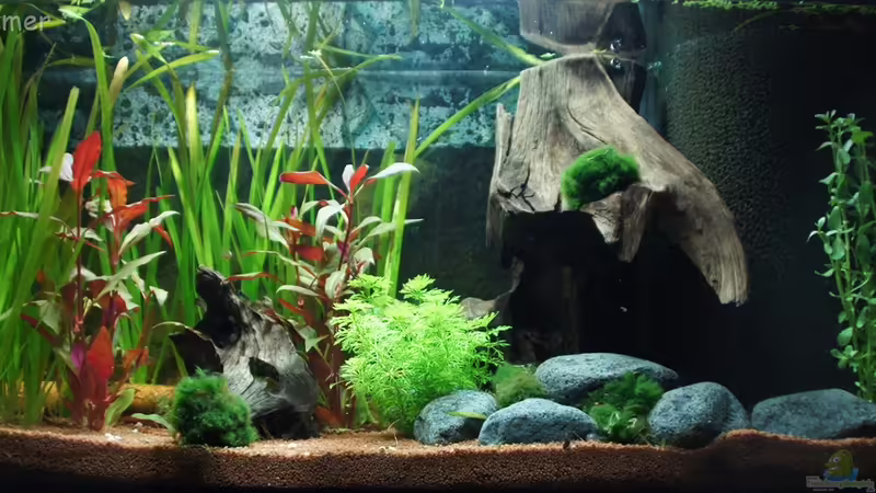 Aquarium Hauptansicht von Becken 4671