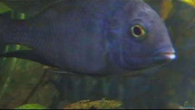 Aquarium Hauptansicht von Becken 47 von Stefan Siebenbrunner (1)