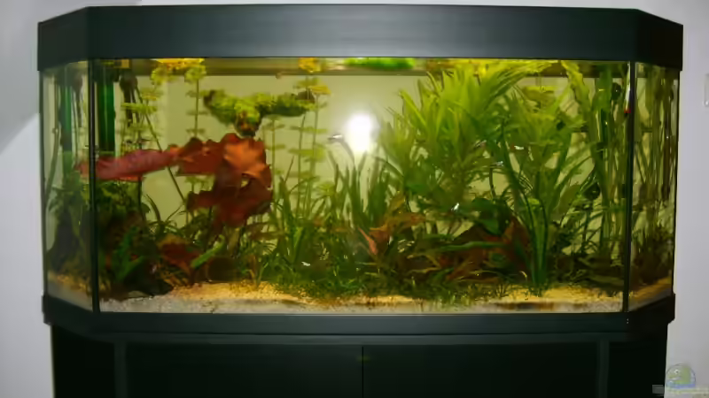 Aquarium Hauptansicht von Becken 4716 von Dennis Niemeier (1)