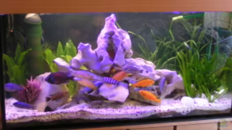 Aquarium Hauptansicht von Becken 474 von Benjamin Burzlaff (1)