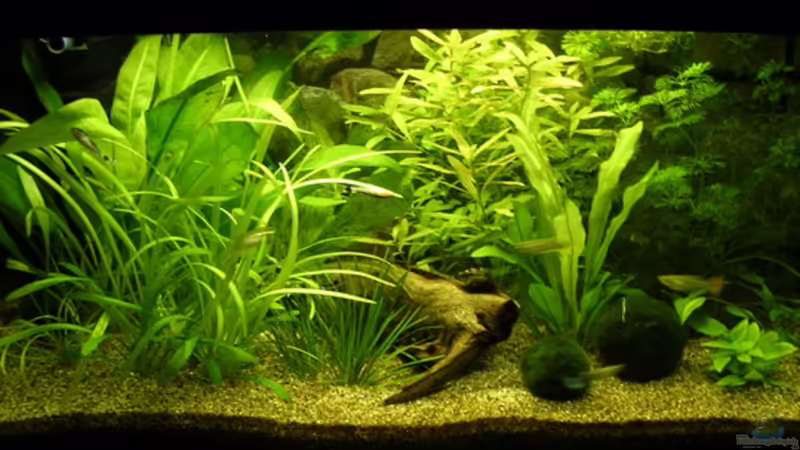 Aquarium Hauptansicht von Becken 4749 von Ingrid Rörig (1)