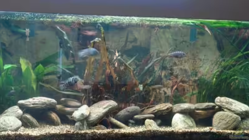 Aquarium Hauptansicht von Becken 4753 von Bianca Lorenz (1)