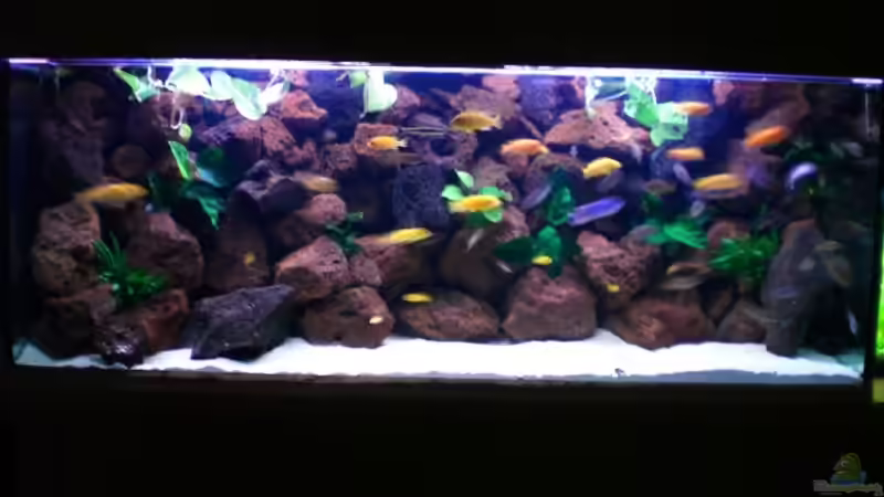 Aquarium Hauptansicht von Becken 4763 von Ismail Korkmaz (1)