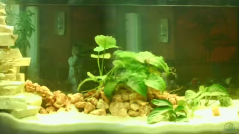 Aquarium Hauptansicht von Becken 4772 von Sabine Kemmet (1)