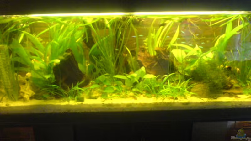 Aquarium Hauptansicht von Becken 4778 von Stefan Scharmacher