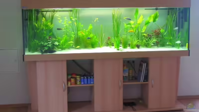 Aquarium Hauptansicht von Becken 479 von Vuletic Dejan (1)