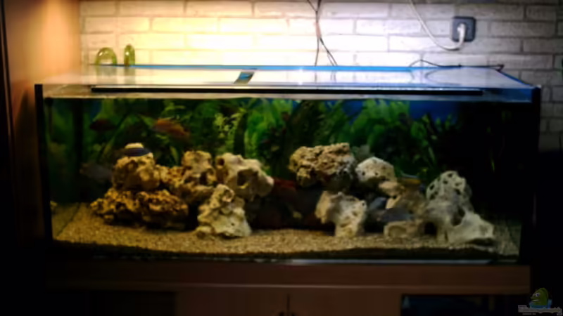 Aquarium Hauptansicht von Becken 4796