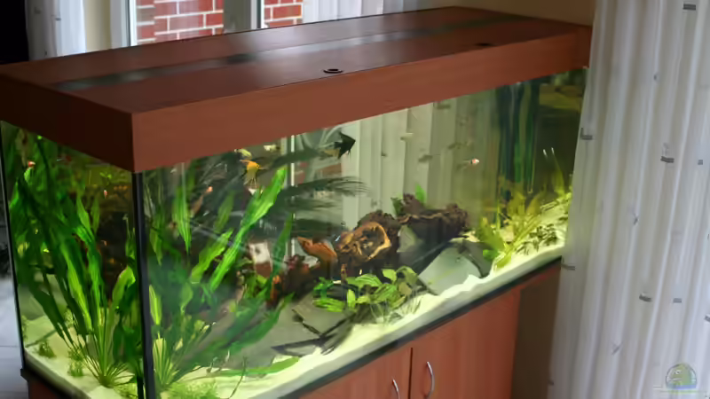 Aquarium Hauptansicht von Becken 4801 von Thomas Rehkemper (1)