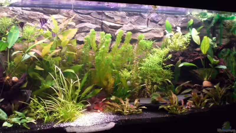 Aquarium Hauptansicht von Becken 4803