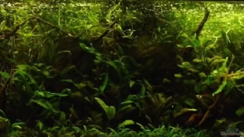 Aquarium Hauptansicht von Becken 4819 von Nico Nowotny (1)