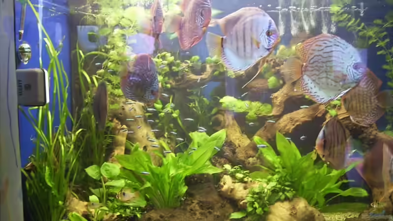 Aquarium Hauptansicht von Becken 4836 von Sebastian Büttner (1)