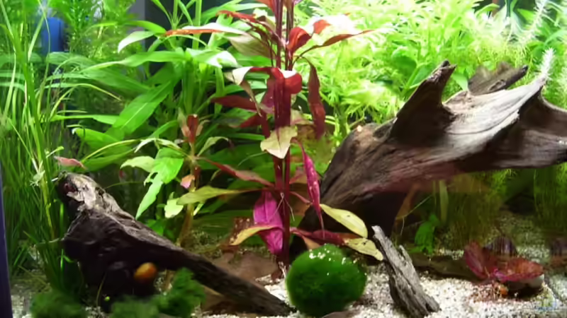 Aquarium Hauptansicht von Becken 4841 von Renate Schmitz (1)