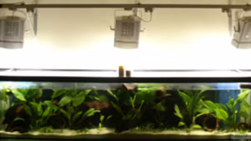 Aquarium Hauptansicht von Becken 4843 von David Philipp (1)