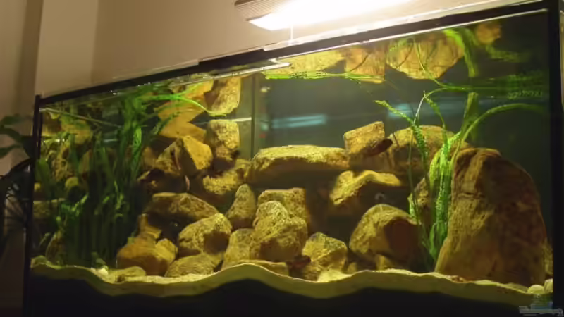 Aquarium Hauptansicht von Becken 487 von Jens Rautenberg (1)