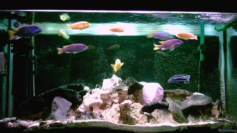 Aquarium Hauptansicht von Becken 488