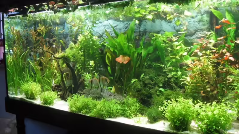 Aquarium Hauptansicht von Becken 4891 von Inge Zuber (1)