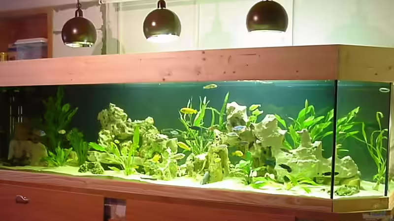 Aquarium Hauptansicht von Becken 49