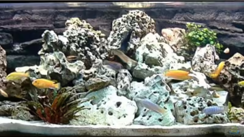 Aquarium Hauptansicht von Becken 4916 von Olli% (1)