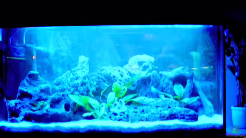 Aquarium Hauptansicht von Becken 492 von Christian Poser (1)