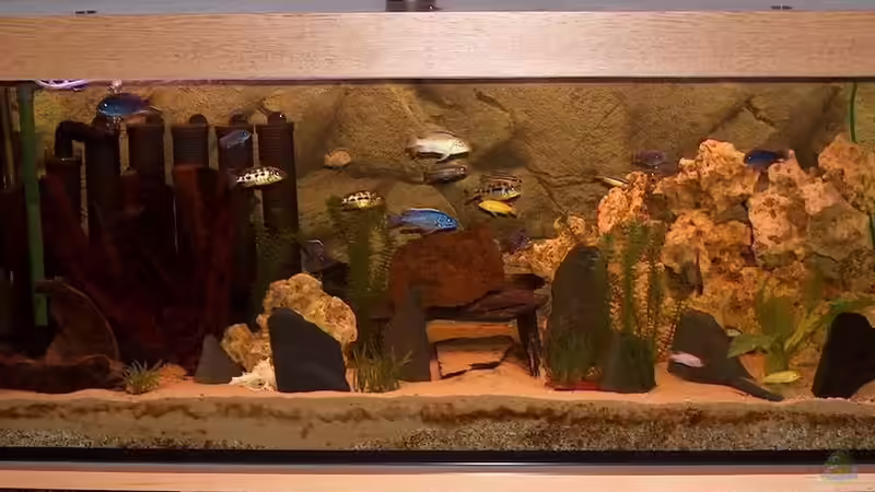 Aquarium Hauptansicht von Becken 493