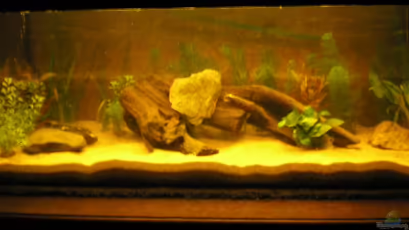 Aquarium Hauptansicht von Becken 4931