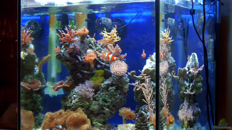 Aquarium Hauptansicht von Becken 4934