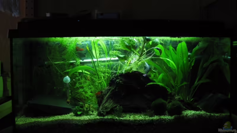 Aquarium Hauptansicht von Becken 4935