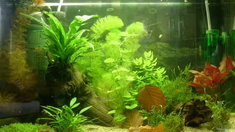 Aquarium Hauptansicht von Becken 4946 von Kilian (1)