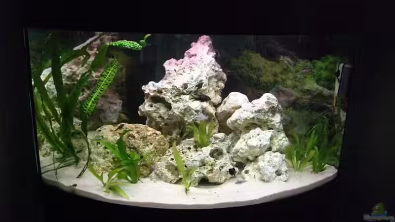 Aquarium Hauptansicht von Becken 4948 von Stefan Großmann (1)