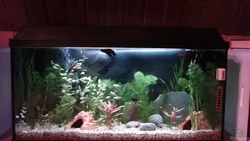 Aquarium Hauptansicht von Becken 4959 von Maximilian Hesse (1)