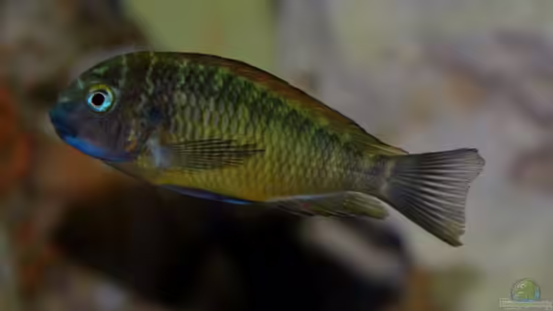 Aquarium Hauptansicht von Becken 496 von Marcus Schneider (1)