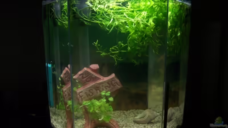 Aquarium Hauptansicht von Becken 4980