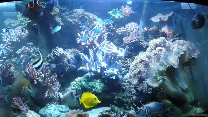 Aquarium Hauptansicht von Becken 4987 von Marcel Fischer (1)