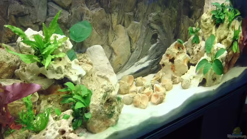 Aquarium Hauptansicht von Becken 4991 von Kerstin Gade (1)