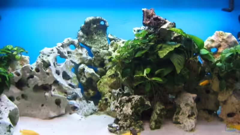 Aquarium Hauptansicht von Becken 4996 von Erik Colditz (1)