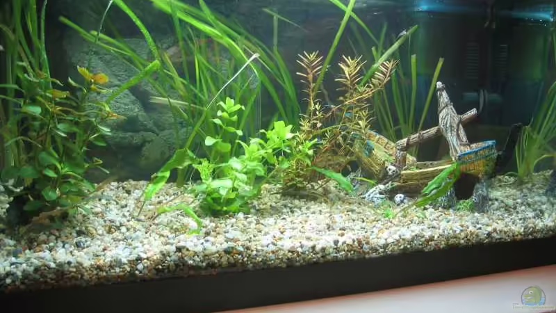 Aquarium Hauptansicht von Becken 5027 von Sven Lührs (1)