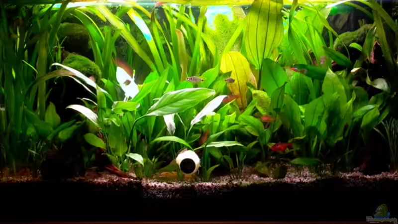 Aquarium Hauptansicht von Becken 5033 von Michael Frank (1)