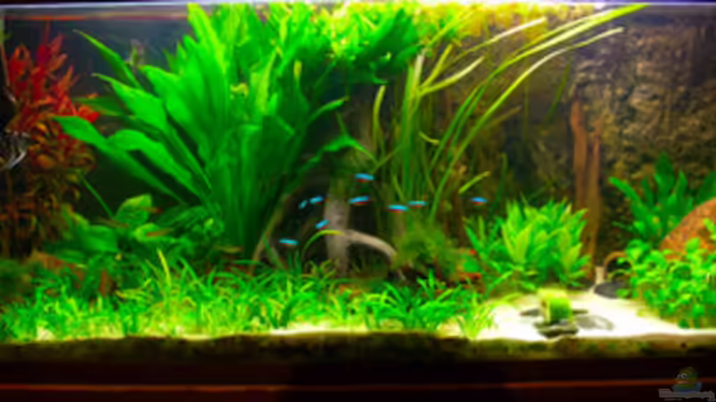 Aquarium Hauptansicht von Becken 5034 von Mathias Möller (1)