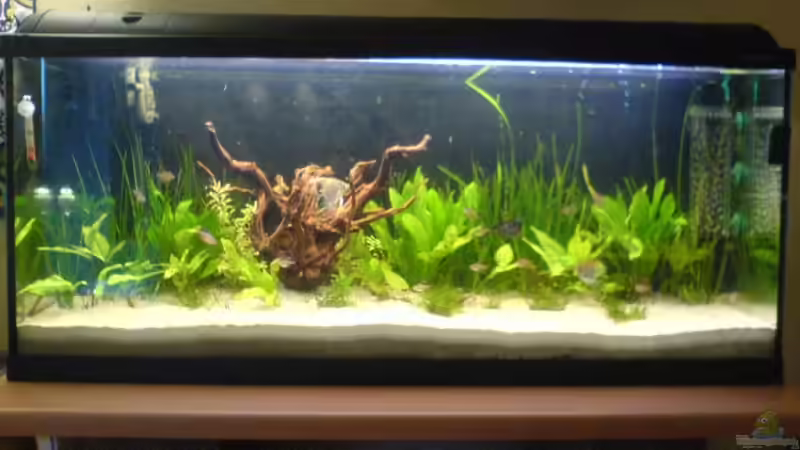 Aquarium Hauptansicht von Becken 5040 von Daniel Kroppenberg (1)