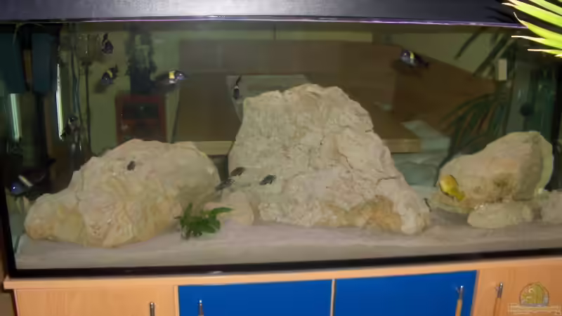 Aquarium Hauptansicht von Becken 5049 von Kevin Passing (1)