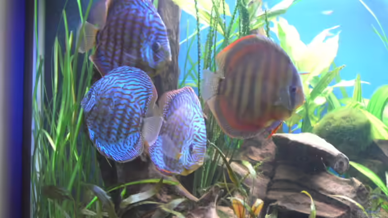 Aquarium Hauptansicht von Becken 5052 von Artur Wegert (1)